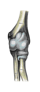 2(elbow antirior)